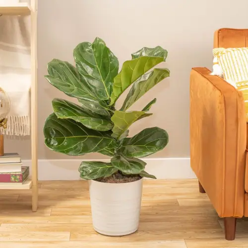 Live Indoor Plant Ficus Lyrata in Modern Plant Pot